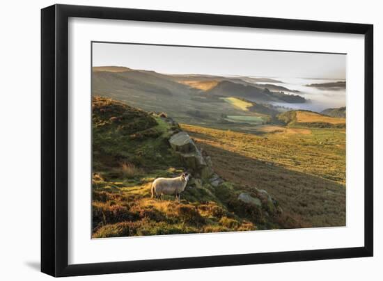 Sheep, valley with temperature inversion fog, Stanage Edge, Peak District Nat'l Park, England-Eleanor Scriven-Framed Photographic Print