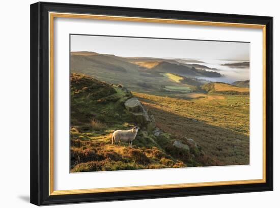 Sheep, valley with temperature inversion fog, Stanage Edge, Peak District Nat'l Park, England-Eleanor Scriven-Framed Photographic Print