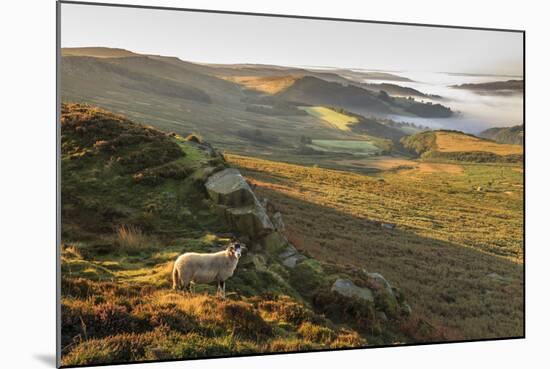 Sheep, valley with temperature inversion fog, Stanage Edge, Peak District Nat'l Park, England-Eleanor Scriven-Mounted Photographic Print
