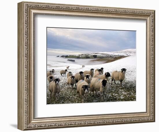 Sheep Waiting to Be Fed in Winter, Lower Pennines, Cumbria, England, United Kingdom, Europe-James Emmerson-Framed Photographic Print