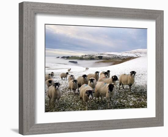 Sheep Waiting to Be Fed in Winter, Lower Pennines, Cumbria, England, United Kingdom, Europe-James Emmerson-Framed Photographic Print