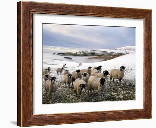 Sheep Waiting to Be Fed in Winter, Lower Pennines, Cumbria, England, United Kingdom, Europe-James Emmerson-Framed Photographic Print