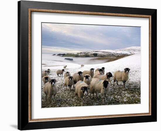 Sheep Waiting to Be Fed in Winter, Lower Pennines, Cumbria, England, United Kingdom, Europe-James Emmerson-Framed Photographic Print