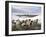 Sheep Waiting to Be Fed in Winter, Lower Pennines, Cumbria, England, United Kingdom, Europe-James Emmerson-Framed Photographic Print