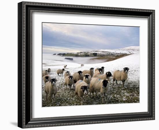 Sheep Waiting to Be Fed in Winter, Lower Pennines, Cumbria, England, United Kingdom, Europe-James Emmerson-Framed Photographic Print