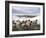 Sheep Waiting to Be Fed in Winter, Lower Pennines, Cumbria, England, United Kingdom, Europe-James Emmerson-Framed Photographic Print