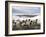 Sheep Waiting to Be Fed in Winter, Lower Pennines, Cumbria, England, United Kingdom, Europe-James Emmerson-Framed Photographic Print