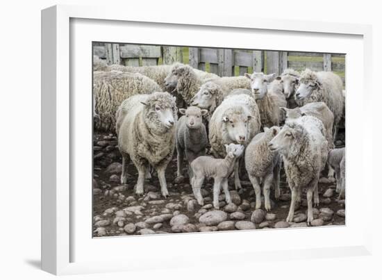 Sheep Waiting to Be Shorn at Long Island Sheep Farms, Outside Stanley, Falkland Islands-Michael Nolan-Framed Photographic Print