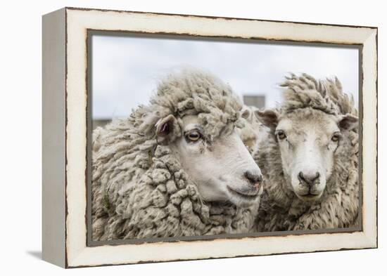 Sheep Waiting to Be Shorn at Long Island Sheep Farms, Outside Stanley, Falkland Islands-Michael Nolan-Framed Premier Image Canvas