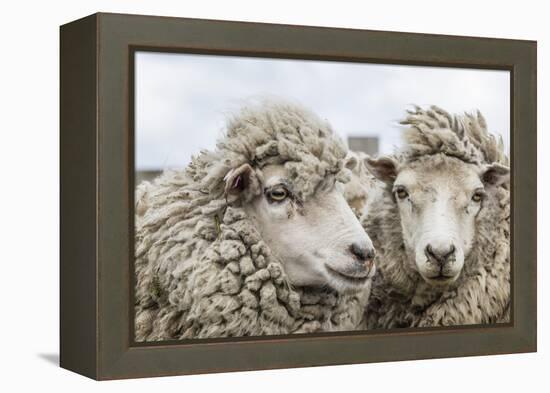 Sheep Waiting to Be Shorn at Long Island Sheep Farms, Outside Stanley, Falkland Islands-Michael Nolan-Framed Premier Image Canvas
