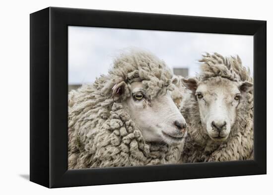 Sheep Waiting to Be Shorn at Long Island Sheep Farms, Outside Stanley, Falkland Islands-Michael Nolan-Framed Premier Image Canvas