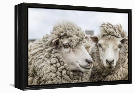 Sheep Waiting to Be Shorn at Long Island Sheep Farms, Outside Stanley, Falkland Islands-Michael Nolan-Framed Premier Image Canvas