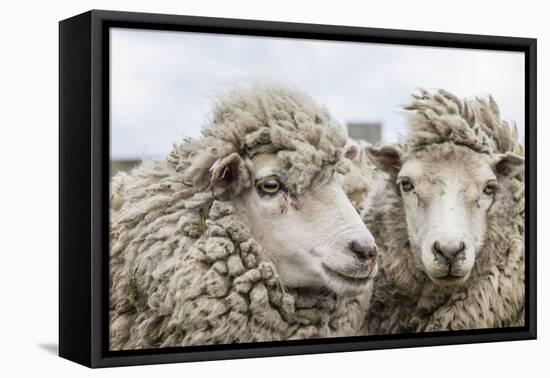 Sheep Waiting to Be Shorn at Long Island Sheep Farms, Outside Stanley, Falkland Islands-Michael Nolan-Framed Premier Image Canvas