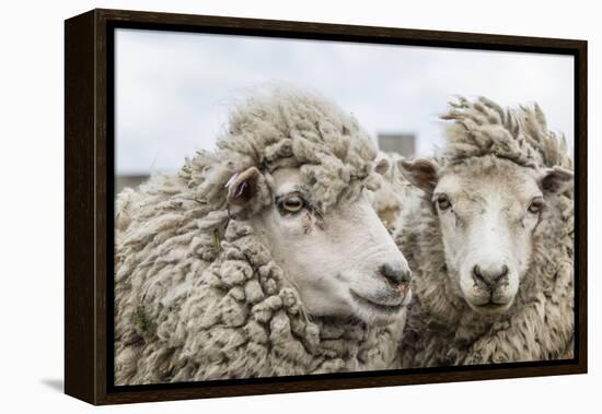 Sheep Waiting to Be Shorn at Long Island Sheep Farms, Outside Stanley, Falkland Islands-Michael Nolan-Framed Premier Image Canvas