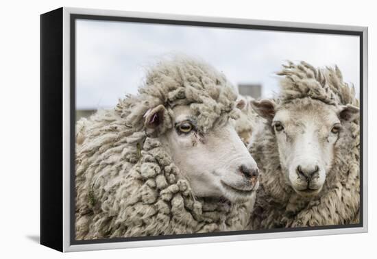 Sheep Waiting to Be Shorn at Long Island Sheep Farms, Outside Stanley, Falkland Islands-Michael Nolan-Framed Premier Image Canvas