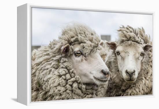 Sheep Waiting to Be Shorn at Long Island Sheep Farms, Outside Stanley, Falkland Islands-Michael Nolan-Framed Premier Image Canvas