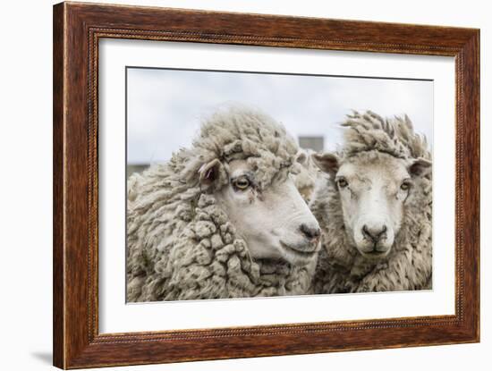 Sheep Waiting to Be Shorn at Long Island Sheep Farms, Outside Stanley, Falkland Islands-Michael Nolan-Framed Photographic Print