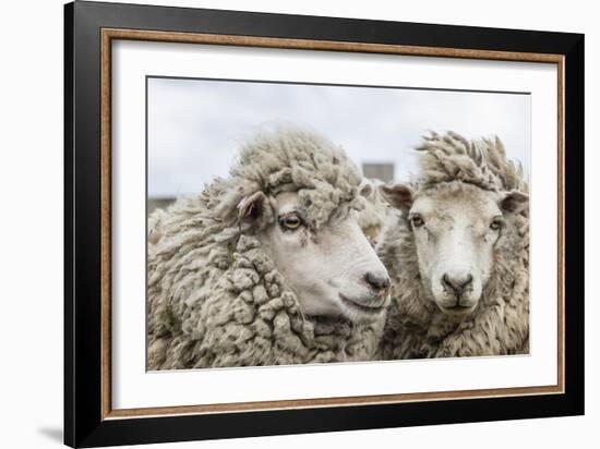 Sheep Waiting to Be Shorn at Long Island Sheep Farms, Outside Stanley, Falkland Islands-Michael Nolan-Framed Photographic Print