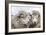 Sheep Waiting to Be Shorn at Long Island Sheep Farms, Outside Stanley, Falkland Islands-Michael Nolan-Framed Photographic Print