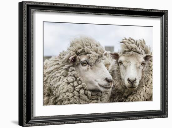 Sheep Waiting to Be Shorn at Long Island Sheep Farms, Outside Stanley, Falkland Islands-Michael Nolan-Framed Photographic Print