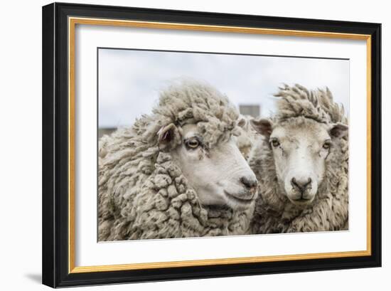 Sheep Waiting to Be Shorn at Long Island Sheep Farms, Outside Stanley, Falkland Islands-Michael Nolan-Framed Photographic Print