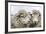 Sheep Waiting to Be Shorn at Long Island Sheep Farms, Outside Stanley, Falkland Islands-Michael Nolan-Framed Photographic Print