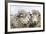 Sheep Waiting to Be Shorn at Long Island Sheep Farms, Outside Stanley, Falkland Islands-Michael Nolan-Framed Photographic Print