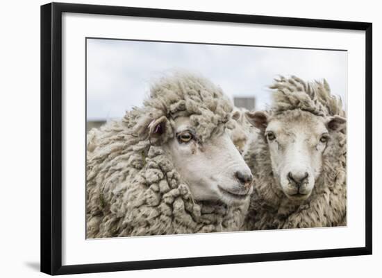 Sheep Waiting to Be Shorn at Long Island Sheep Farms, Outside Stanley, Falkland Islands-Michael Nolan-Framed Photographic Print