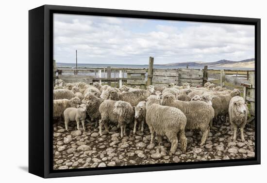 Sheep Waiting to Be Shorn at Long Island Sheep Farms, Outside Stanley, Falkland Islands-Michael Nolan-Framed Premier Image Canvas