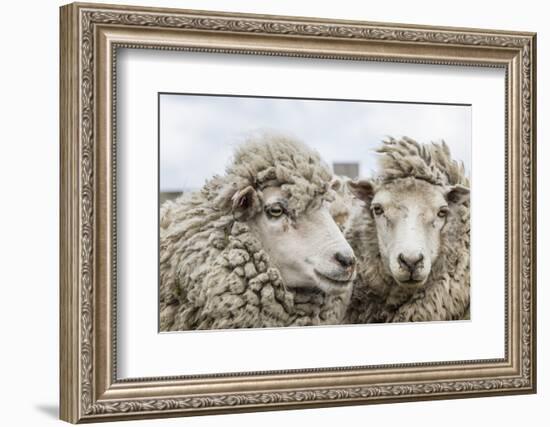 Sheep Waiting to Be Shorn at Long Island Sheep Farms, Outside Stanley, Falkland Islands-Michael Nolan-Framed Photographic Print