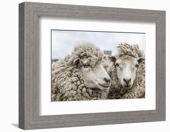 Sheep Waiting to Be Shorn at Long Island Sheep Farms, Outside Stanley, Falkland Islands-Michael Nolan-Framed Photographic Print