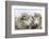 Sheep Waiting to Be Shorn at Long Island Sheep Farms, Outside Stanley, Falkland Islands-Michael Nolan-Framed Photographic Print