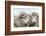 Sheep Waiting to Be Shorn at Long Island Sheep Farms, Outside Stanley, Falkland Islands-Michael Nolan-Framed Photographic Print