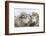 Sheep Waiting to Be Shorn at Long Island Sheep Farms, Outside Stanley, Falkland Islands-Michael Nolan-Framed Photographic Print