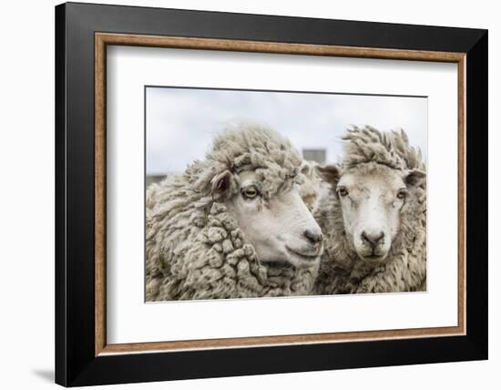 Sheep Waiting to Be Shorn at Long Island Sheep Farms, Outside Stanley, Falkland Islands-Michael Nolan-Framed Photographic Print