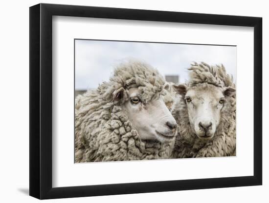 Sheep Waiting to Be Shorn at Long Island Sheep Farms, Outside Stanley, Falkland Islands-Michael Nolan-Framed Photographic Print