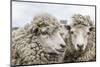 Sheep Waiting to Be Shorn at Long Island Sheep Farms, Outside Stanley, Falkland Islands-Michael Nolan-Mounted Photographic Print