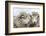 Sheep Waiting to Be Shorn at Long Island Sheep Farms, Outside Stanley, Falkland Islands-Michael Nolan-Framed Photographic Print