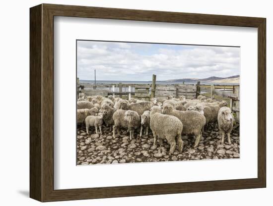 Sheep Waiting to Be Shorn at Long Island Sheep Farms, Outside Stanley, Falkland Islands-Michael Nolan-Framed Photographic Print