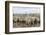 Sheep Waiting to Be Shorn at Long Island Sheep Farms, Outside Stanley, Falkland Islands-Michael Nolan-Framed Photographic Print