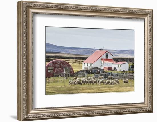 Sheep Waiting to Be Shorn at Long Island Sheep Farms, Outside Stanley, Falkland Islands-Michael Nolan-Framed Photographic Print