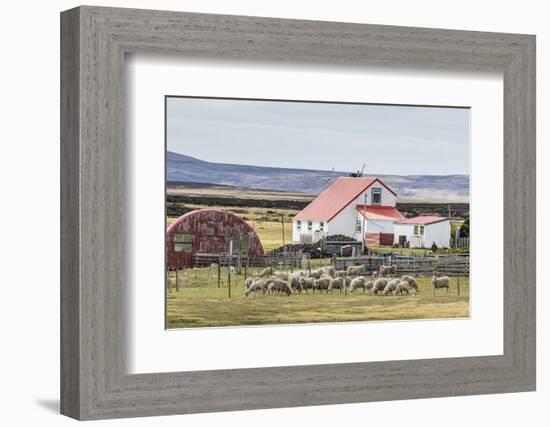 Sheep Waiting to Be Shorn at Long Island Sheep Farms, Outside Stanley, Falkland Islands-Michael Nolan-Framed Photographic Print