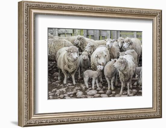 Sheep Waiting to Be Shorn at Long Island Sheep Farms, Outside Stanley, Falkland Islands-Michael Nolan-Framed Photographic Print