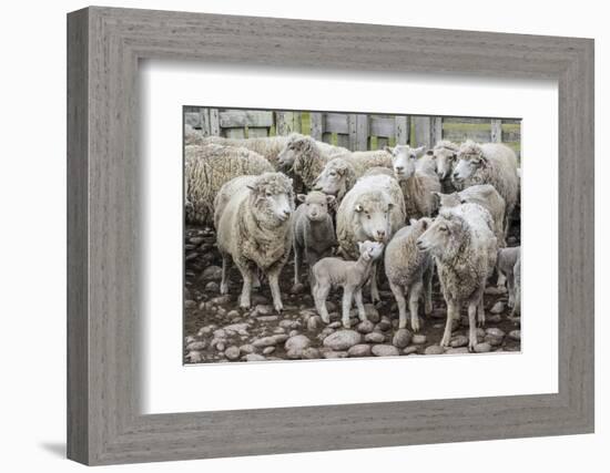 Sheep Waiting to Be Shorn at Long Island Sheep Farms, Outside Stanley, Falkland Islands-Michael Nolan-Framed Photographic Print