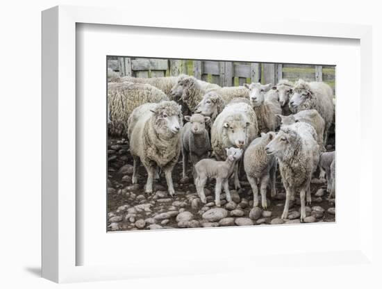 Sheep Waiting to Be Shorn at Long Island Sheep Farms, Outside Stanley, Falkland Islands-Michael Nolan-Framed Photographic Print