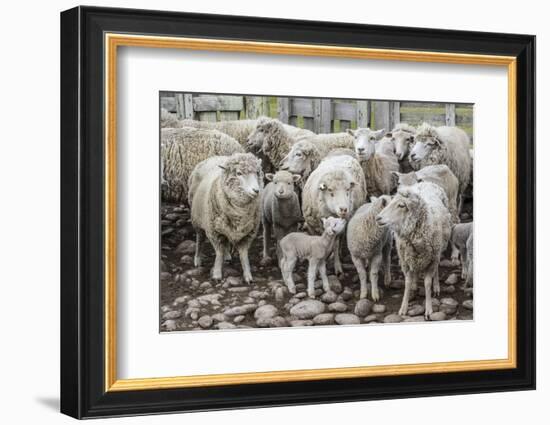 Sheep Waiting to Be Shorn at Long Island Sheep Farms, Outside Stanley, Falkland Islands-Michael Nolan-Framed Photographic Print