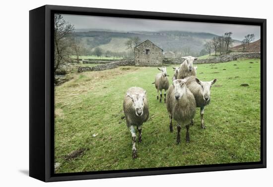 Sheep Wharfedale, Yorkshire, England, United Kingdom, Europe-Bill Ward-Framed Premier Image Canvas