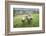 Sheep Wharfedale, Yorkshire, England, United Kingdom, Europe-Bill Ward-Framed Photographic Print