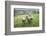 Sheep Wharfedale, Yorkshire, England, United Kingdom, Europe-Bill Ward-Framed Photographic Print