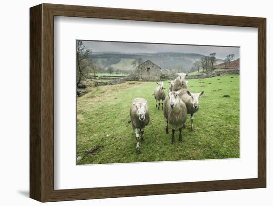 Sheep Wharfedale, Yorkshire, England, United Kingdom, Europe-Bill Ward-Framed Photographic Print